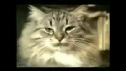 funny cat