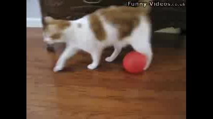 Котката срещу балона 