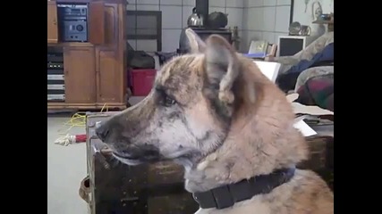 Ultimate Dog Tease