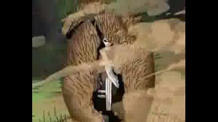 Gaara