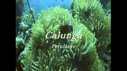 Calunga - Petulante