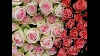 La Vie En Rose
