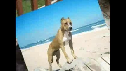 Кучета 