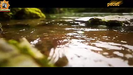 Vesna Zmijanac - Hiljadu truba