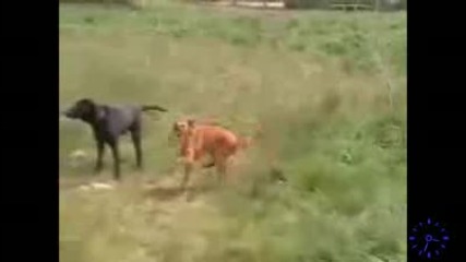Techno Куче 