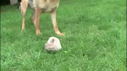Малко кученце си играе със немска овчарка:)