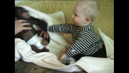 Сладко и смешно бебе шимпанзе