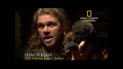 National Geographic Channel A Man Among Wolves 