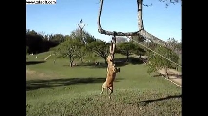 Pit Bull (кучето Шампион) 