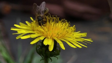 Пчеличка 