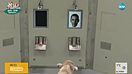 Овце разпознават образа на Барак Обама