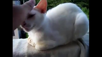 Котка медитира с йога