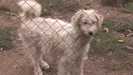 Бруцелоза плъзна из Старозагорско