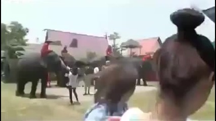Слон изяжда телефона на туристка