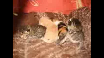 Котета И Кучета.3gp