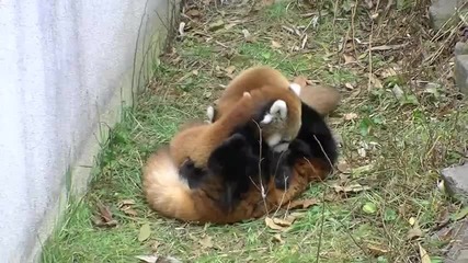 Maruyama Zoo - Red Panda