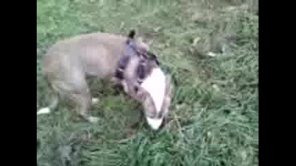pitbulraq