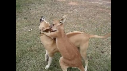 Кенгуру си играе с куче!