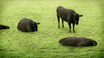 Cows & Cows & Cows