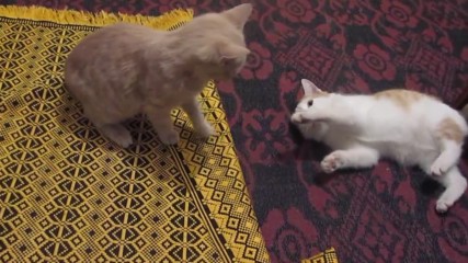 My happy kittens