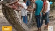 КАТО ВЪВ ФИЛМ НА УЖАСИТЕ: Индонезиец уби 8-метров питон