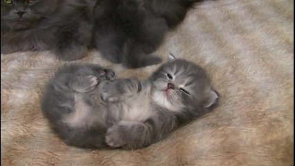 Сладки Спящи Котета! 