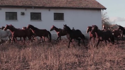 "Кабиюк" съхранява традиционните български породи коне