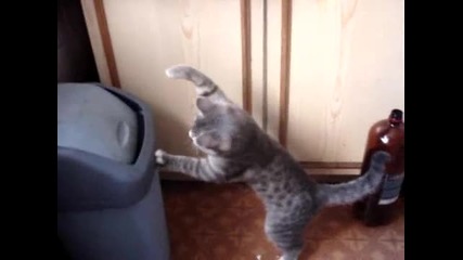 Котка вкарва мощна серия удари на кош за боклук :)