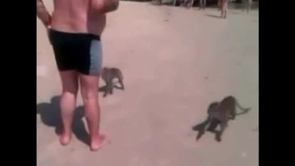 С маймуни на море