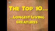 Топ 10 най - дълго живеещи същества