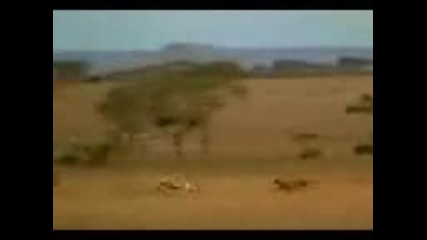 Gazelle vs Gepard
