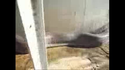 Worlds - Largest - Snake - Found - Dead 
