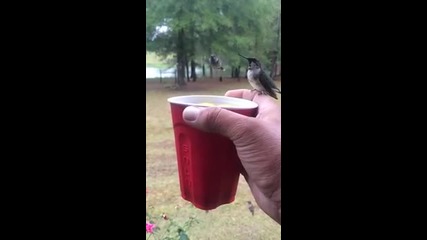 Колибри пият вода от мъж, който държи в ръката си червена чаша