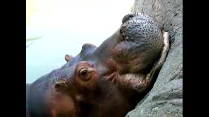 Гладен хипопотам изяжда цяла диня 