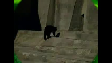 Animals