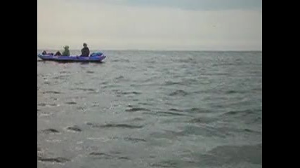 delfini maslen nos