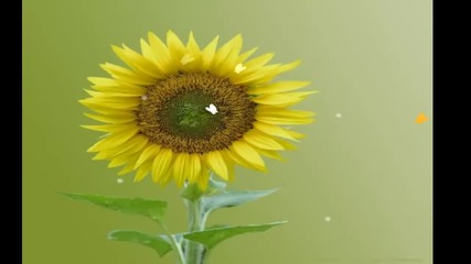Memories on Summer... ...(music Laurens van Rooyen) ... ...