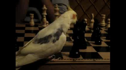 Корела Играе Шах