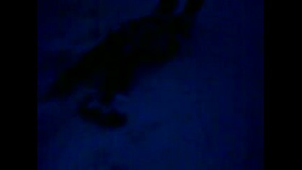 lud_sum_begai V Snega