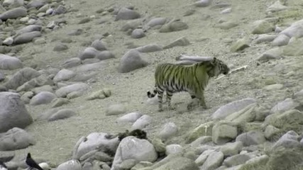 National Geographic - Дивата Природа : Амурски тигри в Тайната гора
