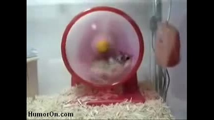 Turbo Hamster 