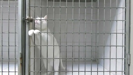 Котка затворена в клетка излиза сама
