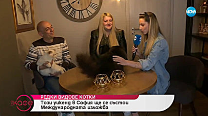 Редки видове котки - На кафе (28.03.2019)