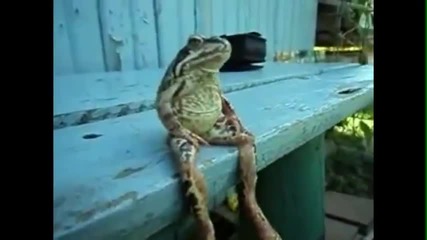 Смешни животни имитиращи хора
