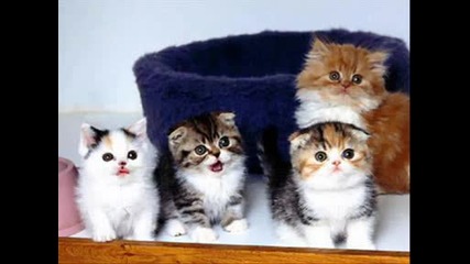 Cat Of Mariqignatova