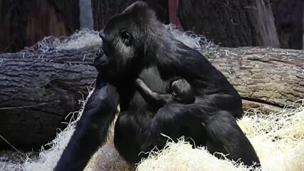 В зоопарка в Прага се роди бебе горила от рядък вид (ВИДЕО)