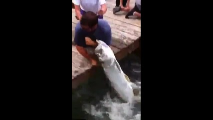 Гигантска риба сграбчи ръката на мъж