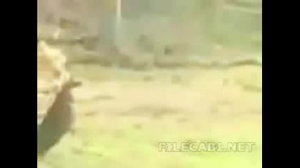 Deer - Caught - In - Swing - Set
