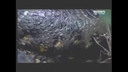 Змия Изяжда Крокодил ( Алигатор)