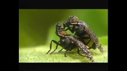 Даже мухите знаят какво е целувка!